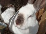 Калифорнийские кролики, Белый великан