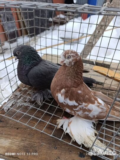 Голуби узбекские