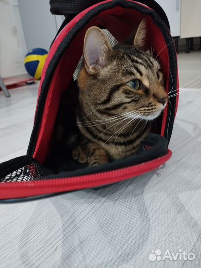 Переноска для кошек