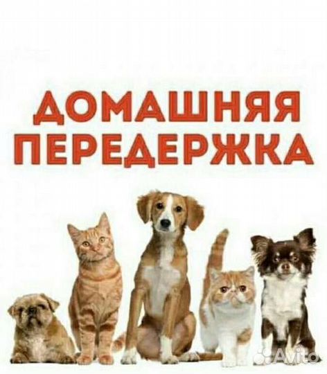 Передержка собак в квартире
