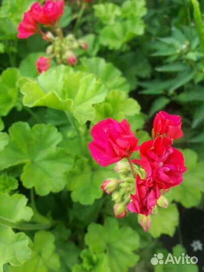 Пеларгония герань