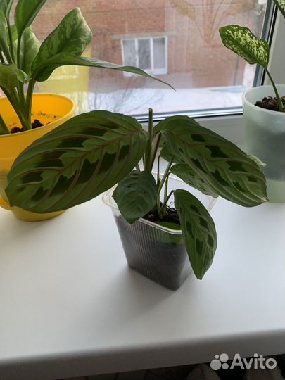 Маранта триколор