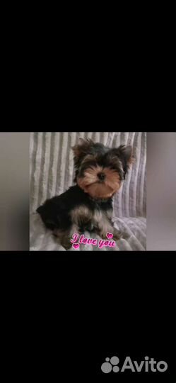 Симпатичные мальчишки йорки