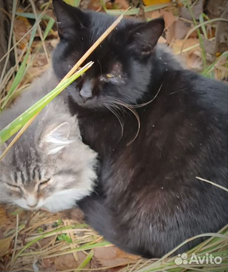 Котята - братик и сестричка брошены на улице