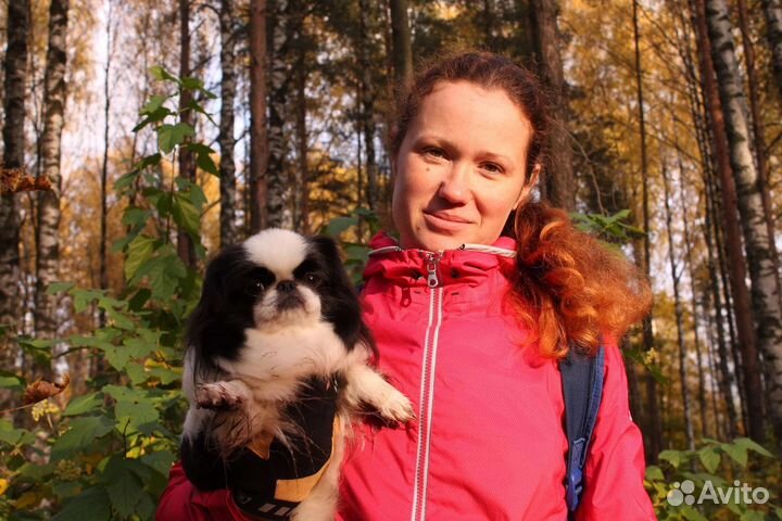 Передержка собак