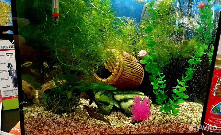 Аквариум 35 л с рыбками и креветками