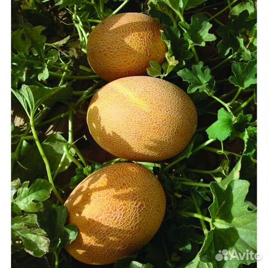 Семена дыни Мануэла F1 1000 шт оригинал