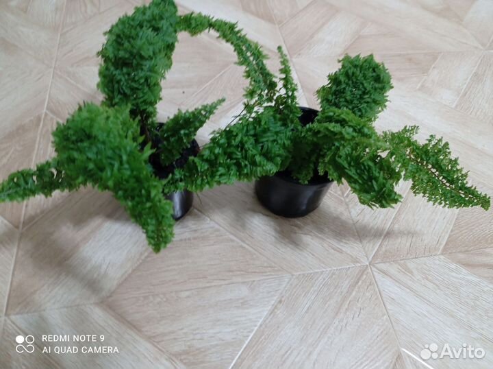 Папоротник нефролепис