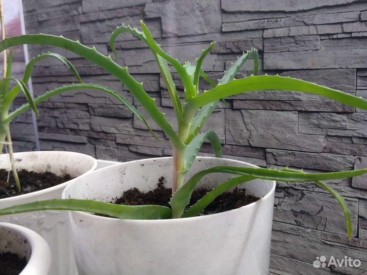 Алоэ.Столетник.Растения в горшках