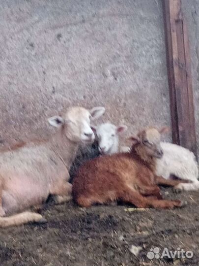 Катумский барашек и ярки