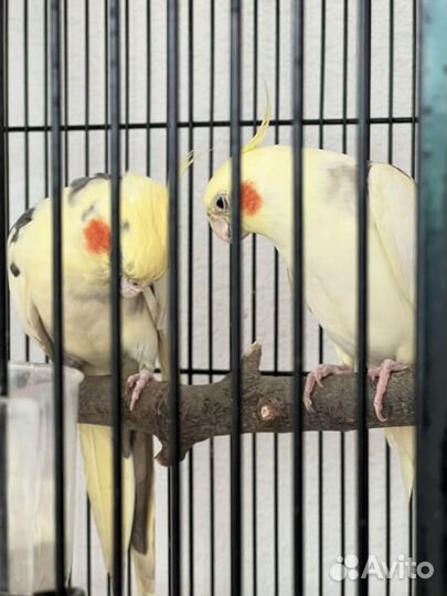 2 Попугая корелла