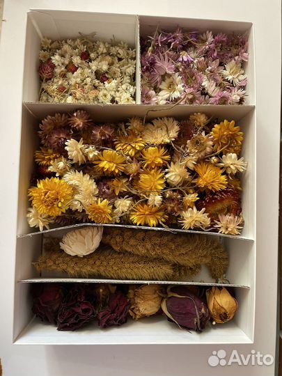 Сухие цветы бутоны
