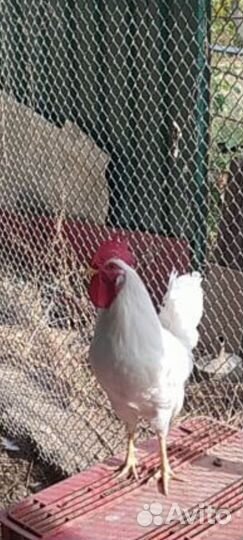 Петухи Легорн. Свои функции выполняют
