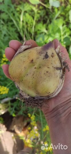 Лук Суворова декоративный