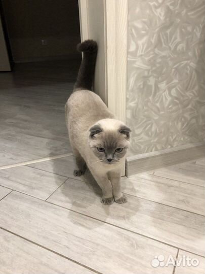 Британская кошка в дар