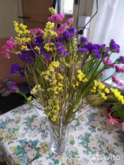 Статица сухоцвет