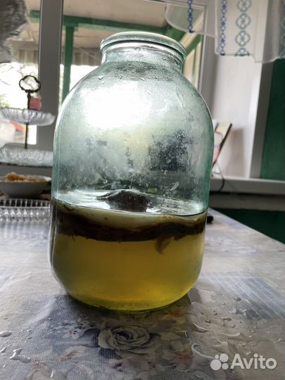 Чайный гриб