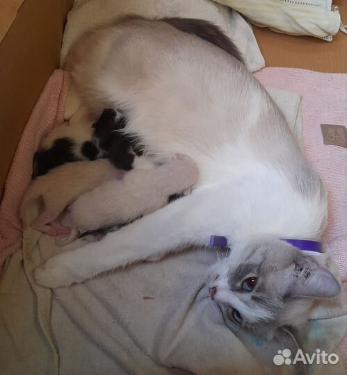 Котята 2 месяца. Мальчики