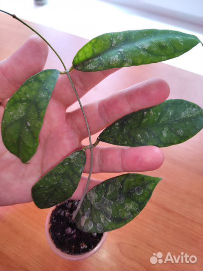 Хойя корнери