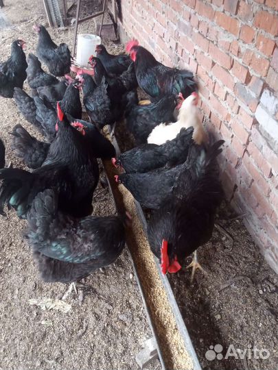 Джерсийский гигант