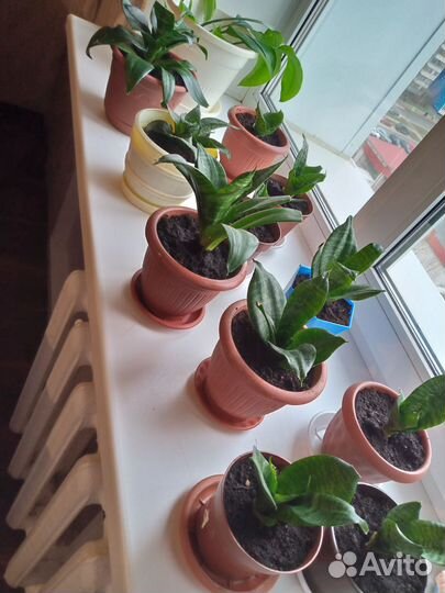 Сансевиерия ханни