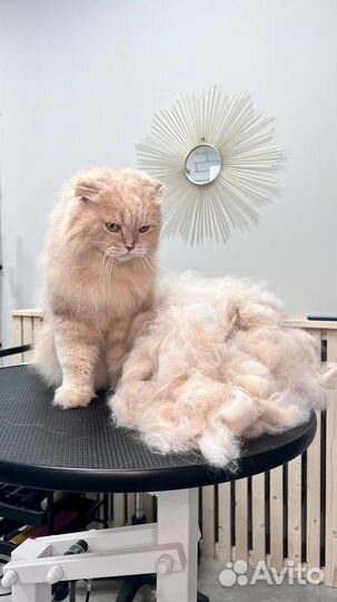 Грумер стрижка собак