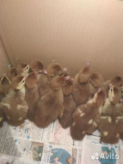 Утята мускусной утки