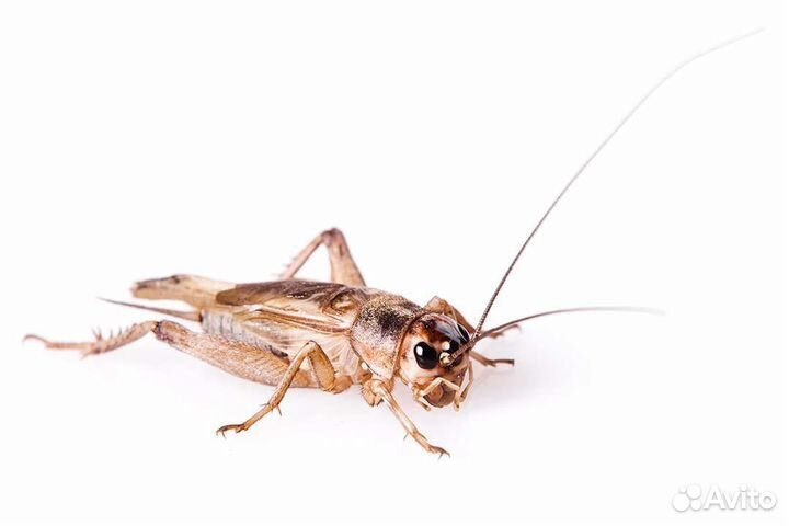 Замороженные сверчки