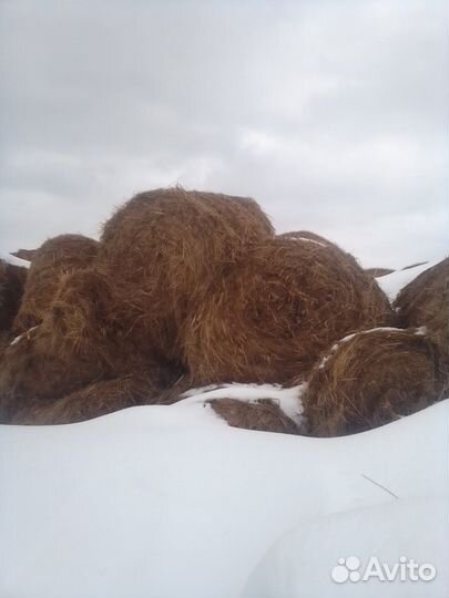 Продам сено в рулонах