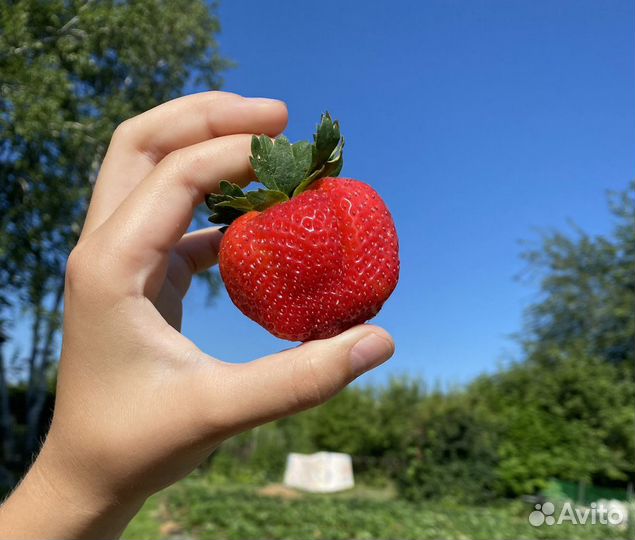 Клубника собрана утром