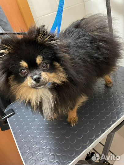 Стрижка собак на дому шпиц