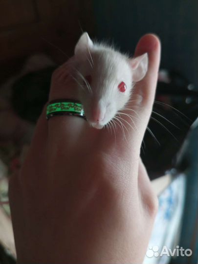 Декоративная крыса