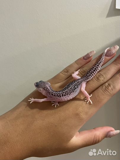 Геккон эублефар
