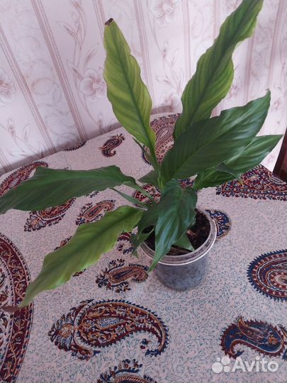 Спатифиллум