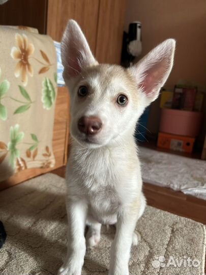 Щенки хаски