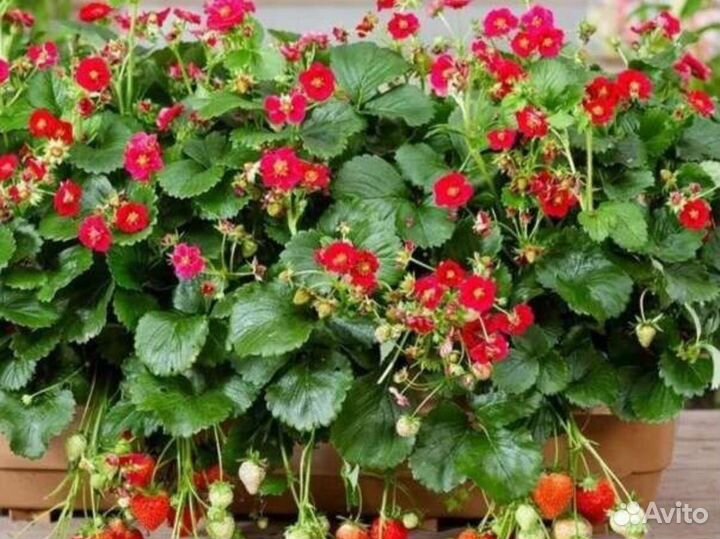 Тоскана -ампельная каскадная клубника