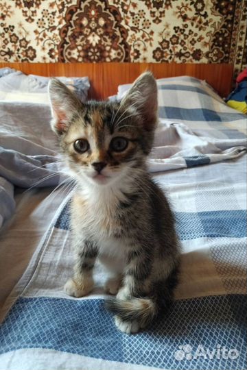 Котëнок