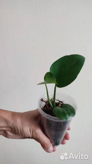 Эпипремнум зеленый