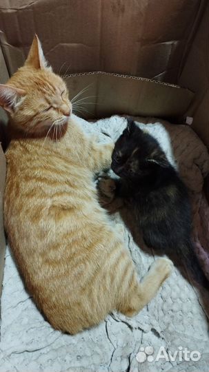 Котёнок ищет дом