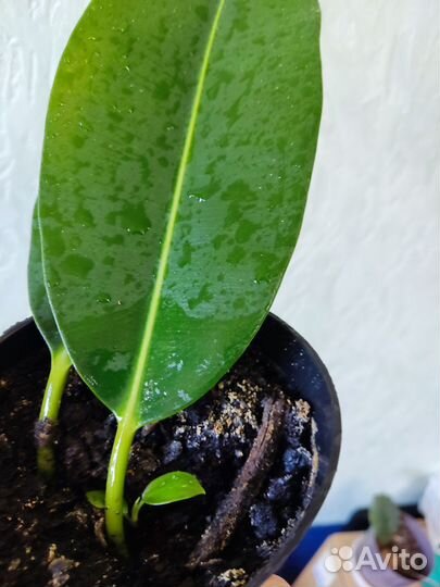 Фикусы много сортов