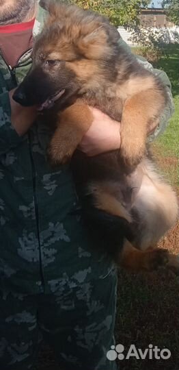 Немецкая овчарка