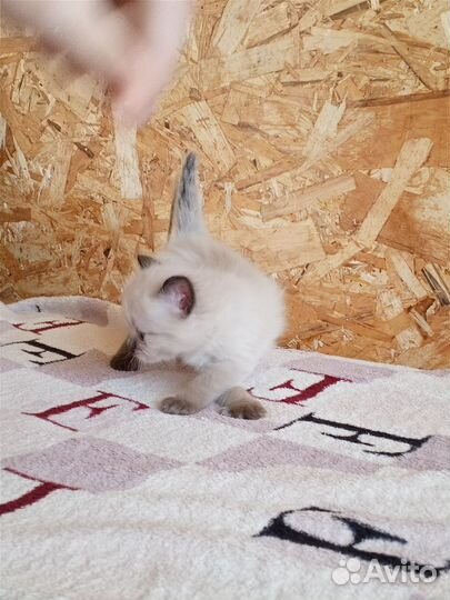 Кошки в добрые руки бесплатно