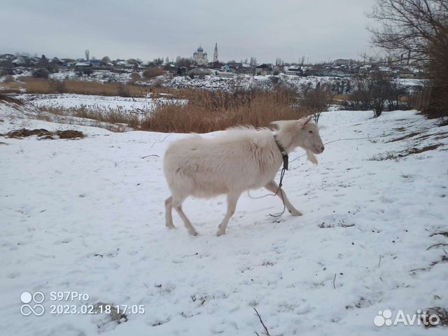 Козел зааненский