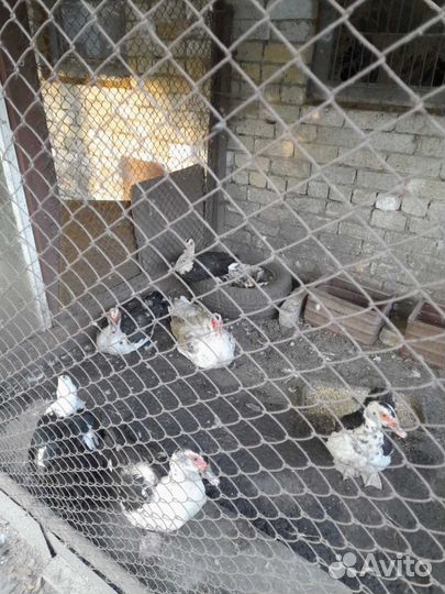 Продам индоуток