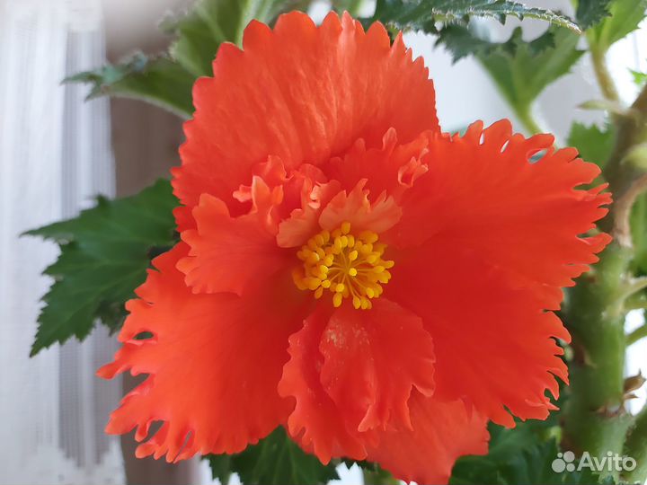 Бегония клубневая