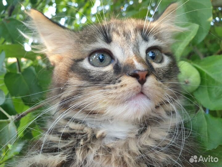 Маленький котейка