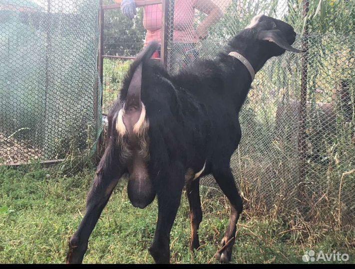 Нубийский козел