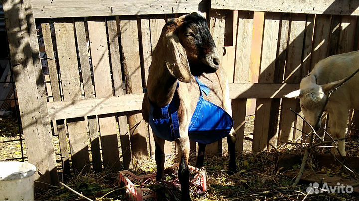 Фартуки для козлов