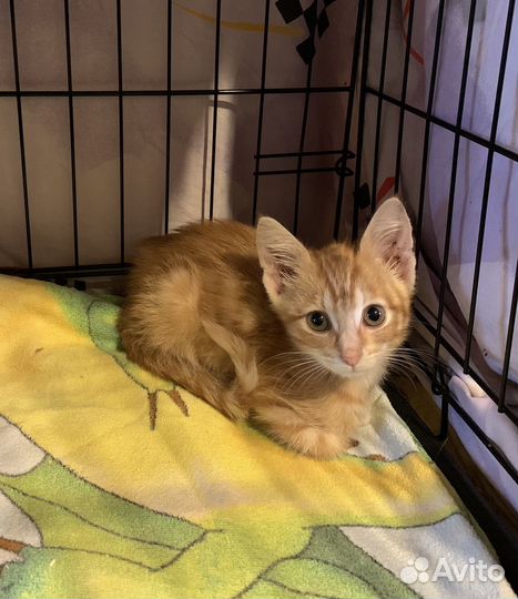 Рыжий котик 2,5 месяца