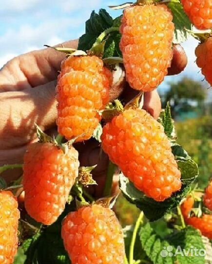 Малина оранжевое чудо